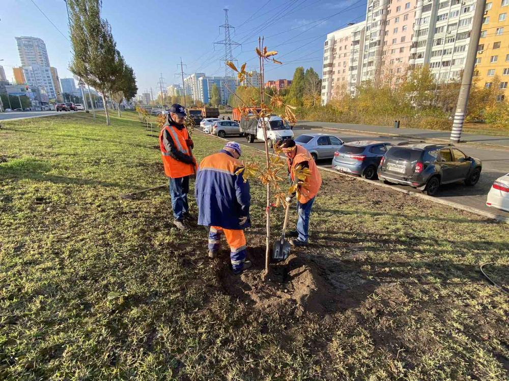 Завершена осенняя посадка деревьев вдоль Московского шоссе и ул. Ново-Садовой